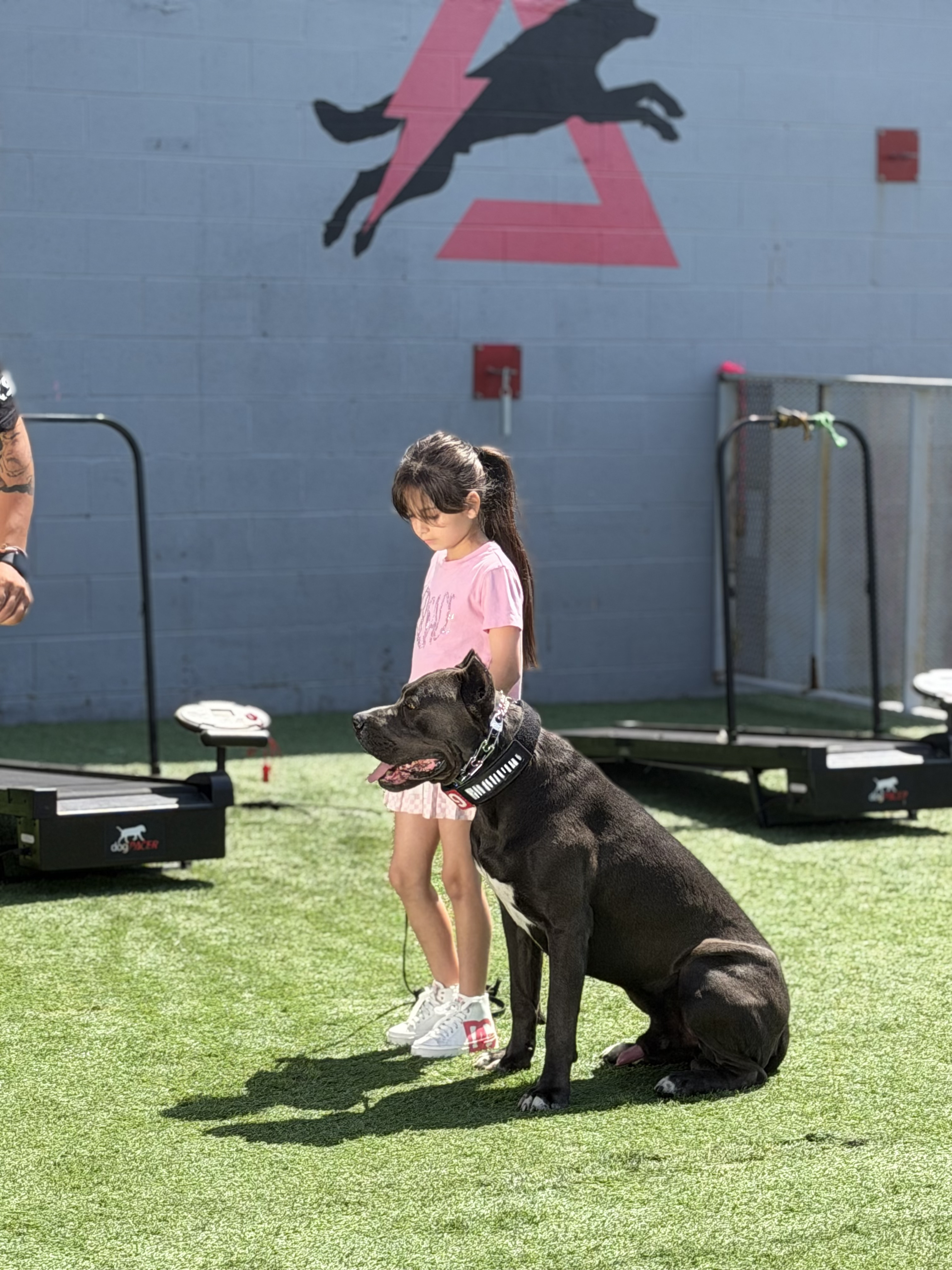 Obedience training session at Delta K9 Academy