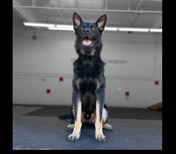 Graff Jr. Delta K9, German Shepherd