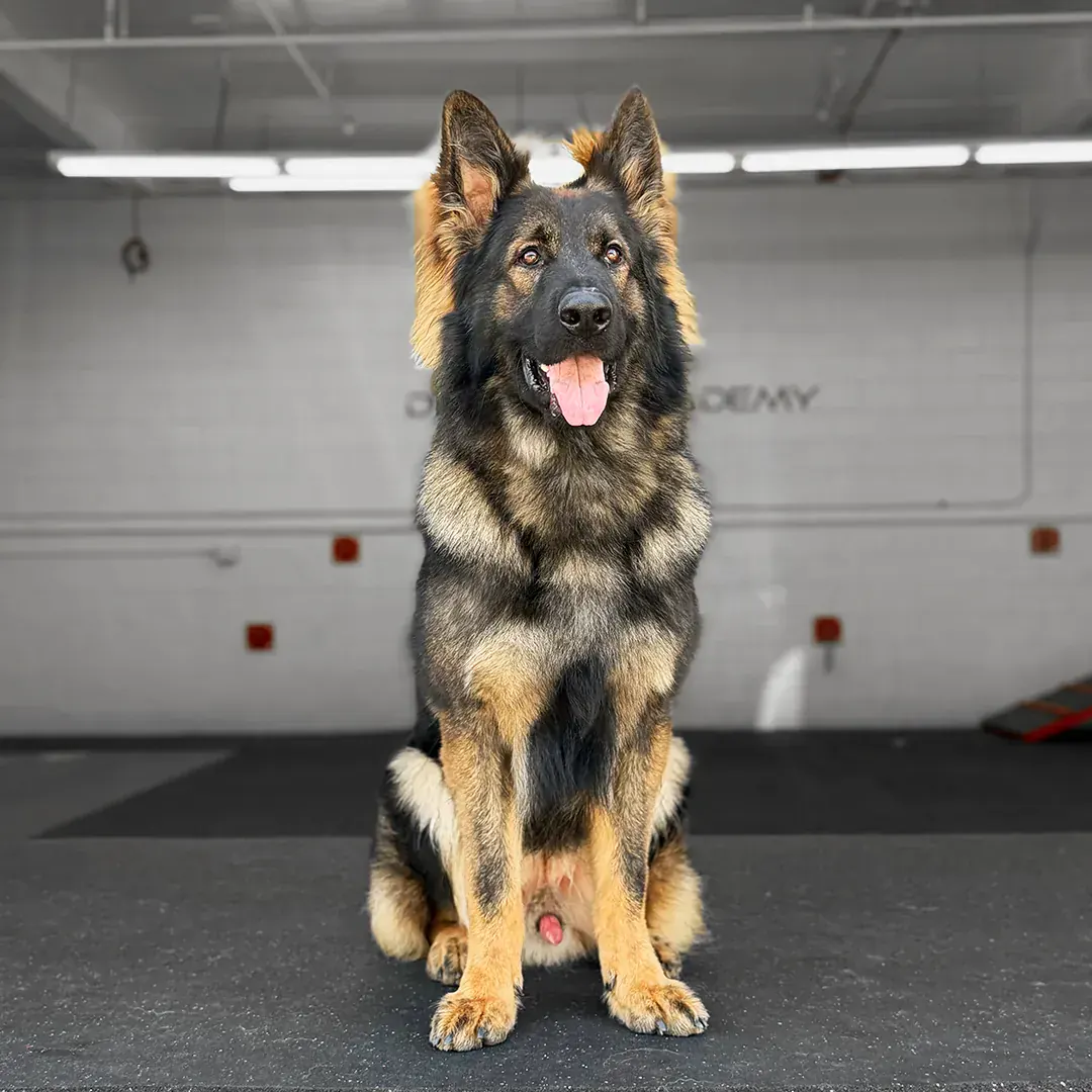 Bear, German Shepherd — The Reynolds Family