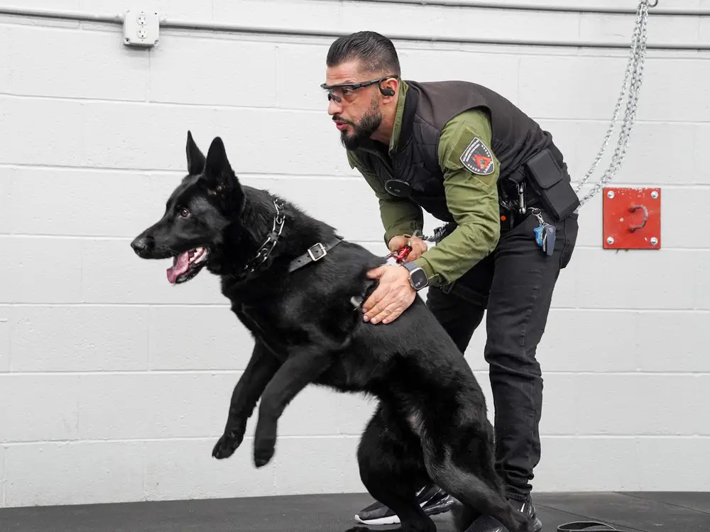 Delta K9 Academy available protection dogs
