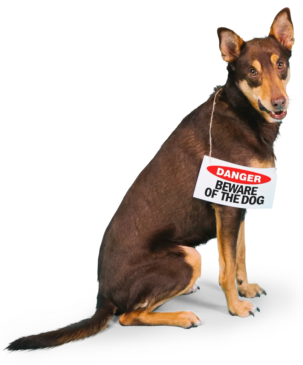 How to choose a protection dog that actually fits your life