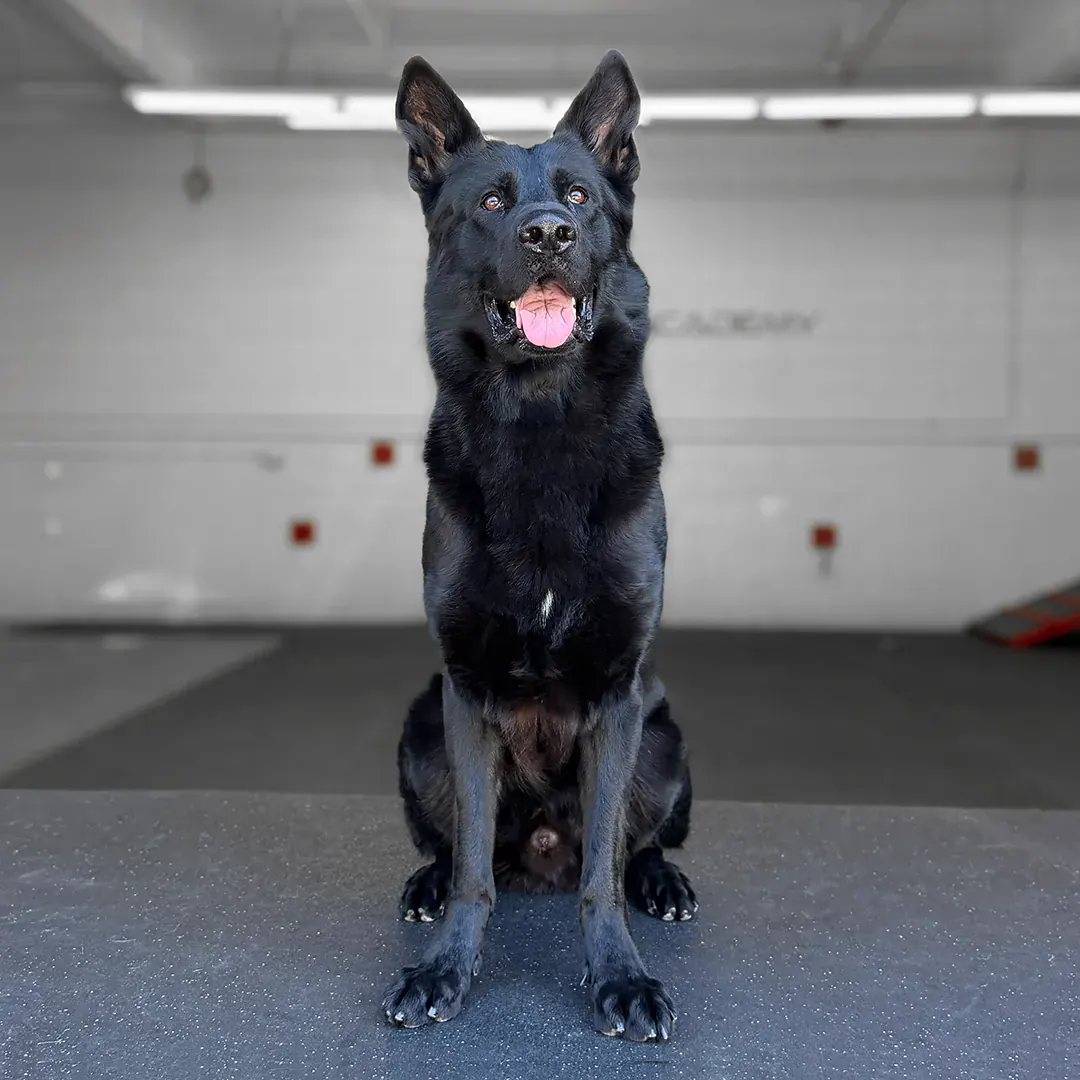 Dagger, Belgian Malinois — M. Chen
