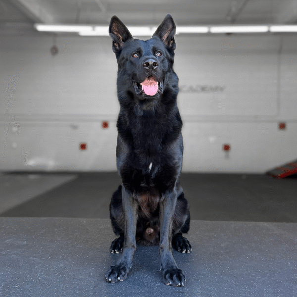 Ember, Belgian Malinois