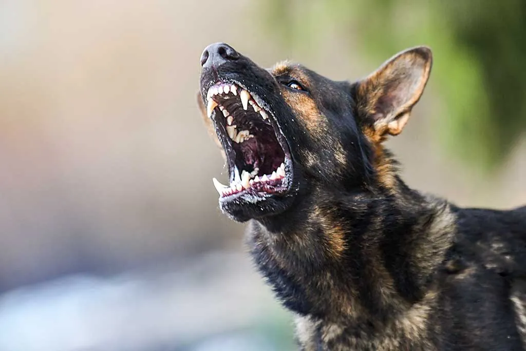 Scent Detection
