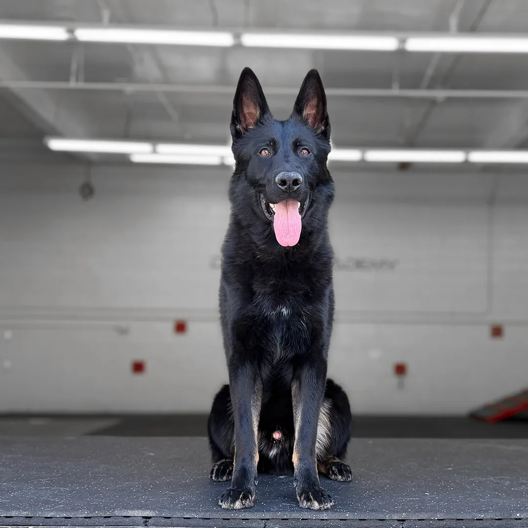 Ghost, Service K9 — Officer J. Ramirez