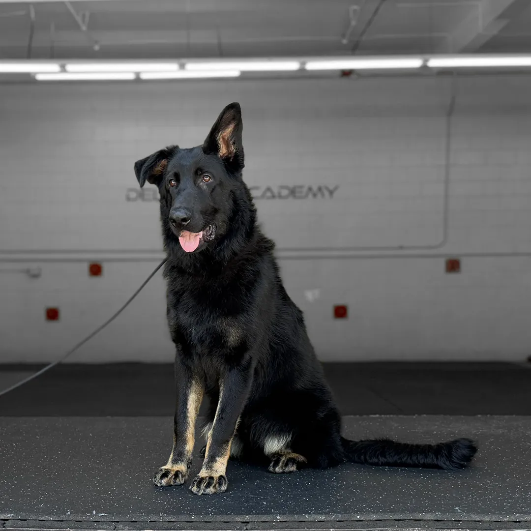 Scent Detection