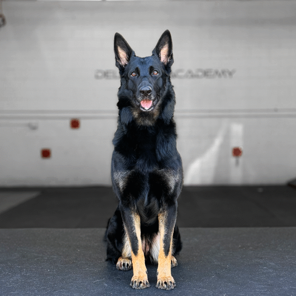 Luna, German Shepherd