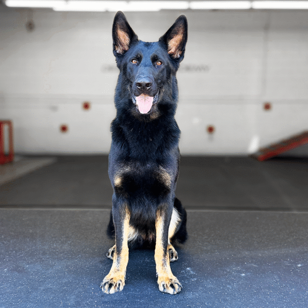 Nova, Belgian Malinois