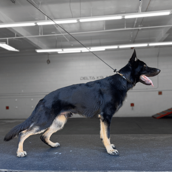 Rex, German Shepherd