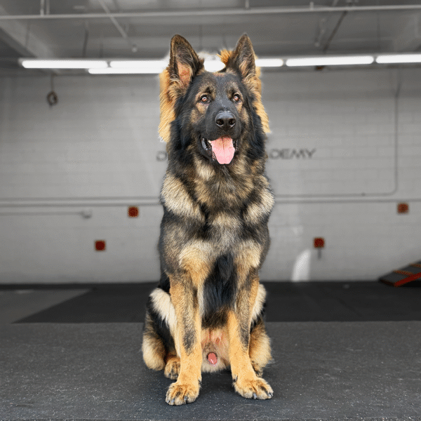 Zeus, German Shepherd